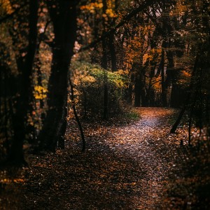 Forest 2_OSG